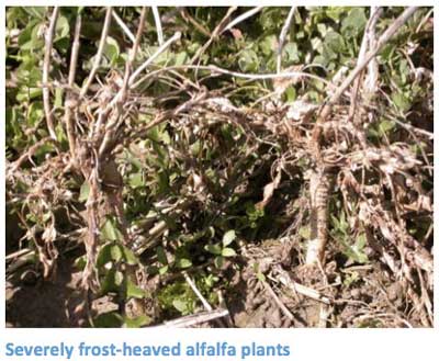 MONITORING ALFALFA STANDS FOR WINTER SURVIVAL